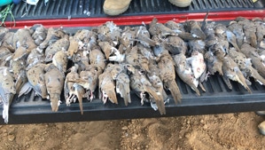 Dove hunting in Texas