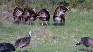 Turkey Hunting in Texas